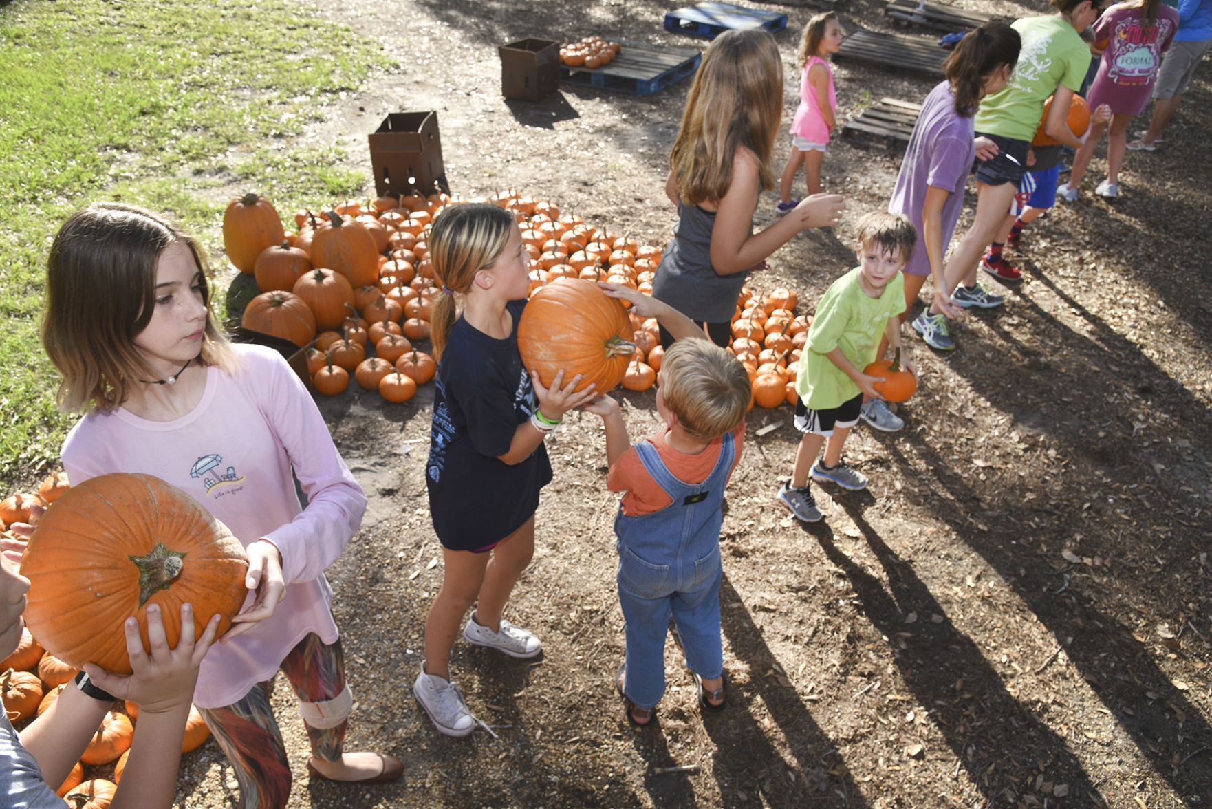 pumpkin patch